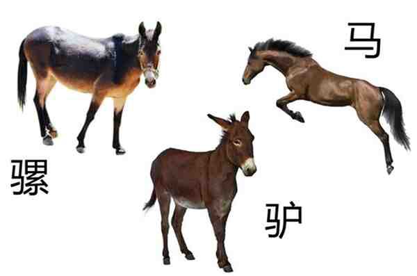 The origin and evolutionary history of the mule