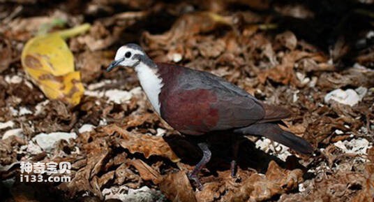 Gallicolumba erythroptera