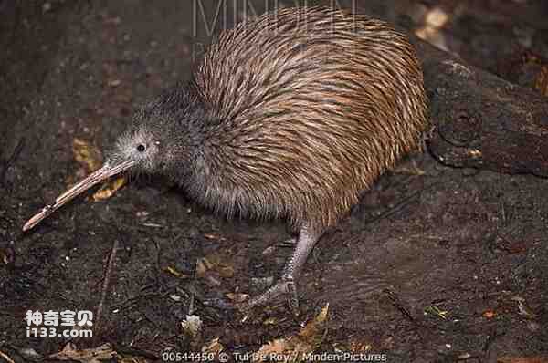 The origin and evolutionary history of the kiwi