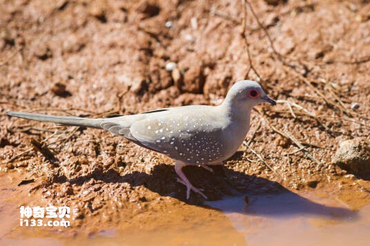 Geopelia cuneata