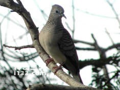 Geopelia placida