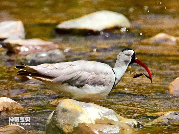 Ibis-billed Sandpiper makes rare appearance in Giant Panda National Park