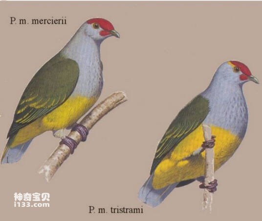 赤髯果鸠