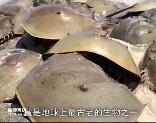 Why is the blood of horseshoe crab blue?