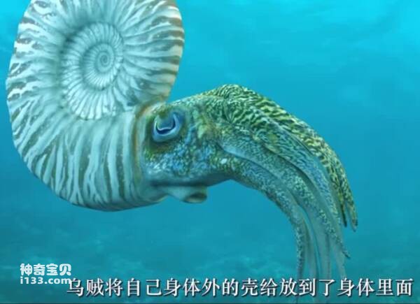 What animals on Earth can be considered living fossils? (Nautilus)