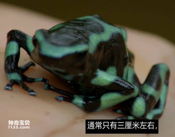 Arrow Poison Frog is small in stature but has a high level of toxicity