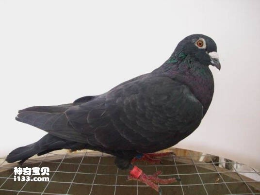 Columba jouyi