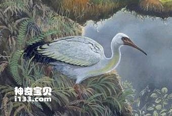 Threskiornis solitarius