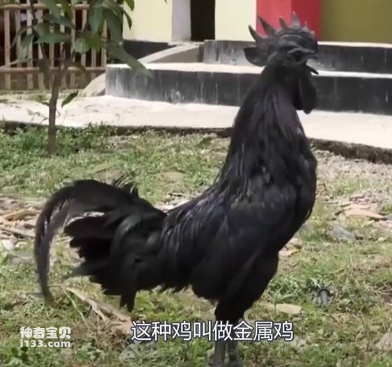 The world's most expensive chicken crows metal chicken