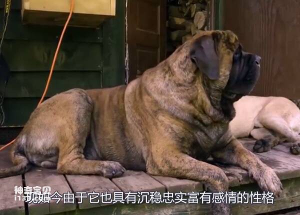 The world's largest dog