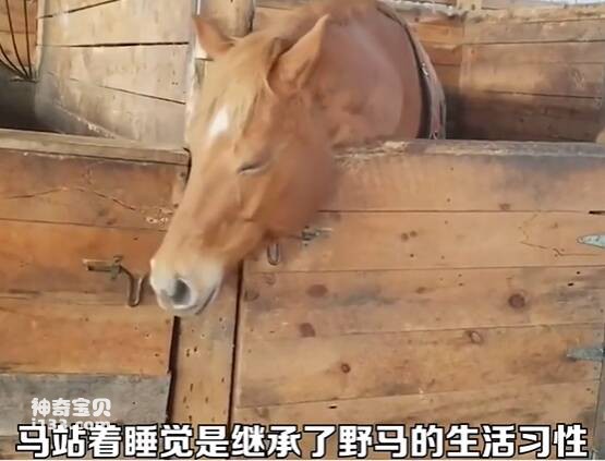 Why can horses sleep standing up?