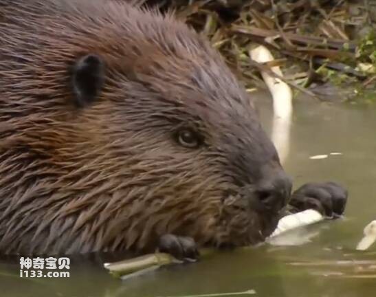 What is the national treasure of Canada, the beaver?