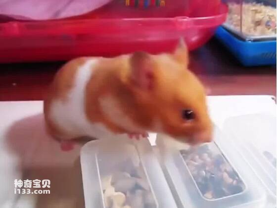 The smartest hamster breed, the Golden Bear