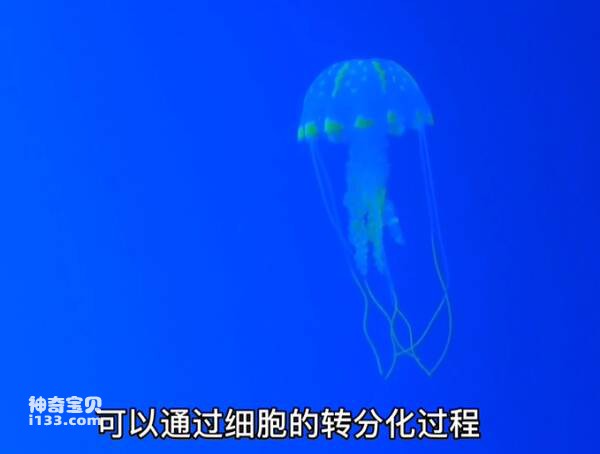 The legendary lighthouse jellyfish that can rejuvenate children