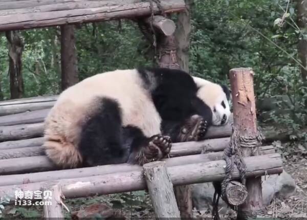 What will happen to the panda's body after it dies?