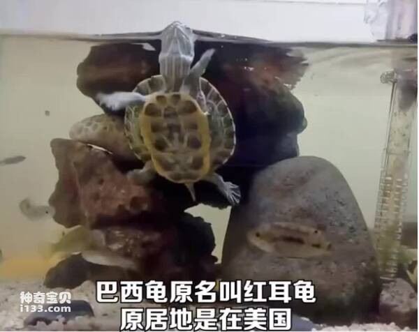 How to raise Brazilian turtles