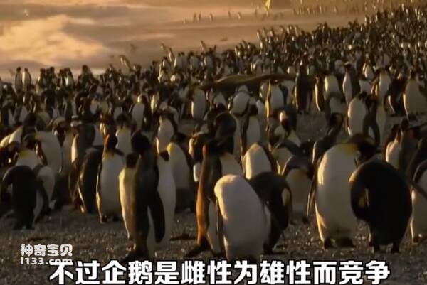 Penguins are the most devoted animals