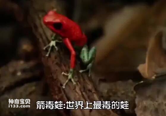 The most poisonous frog in the world - poison dart frog