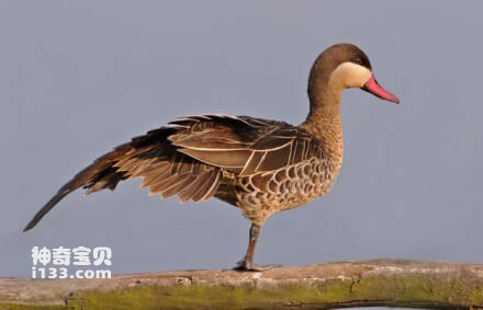 Red-billed Duck