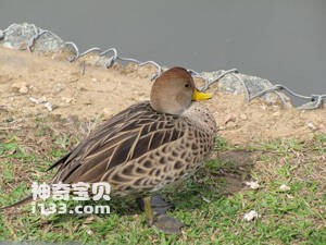 黄嘴针尾鸭