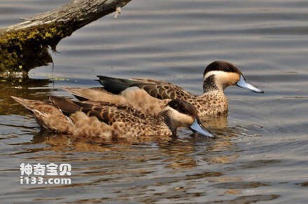 Hottentot Teal