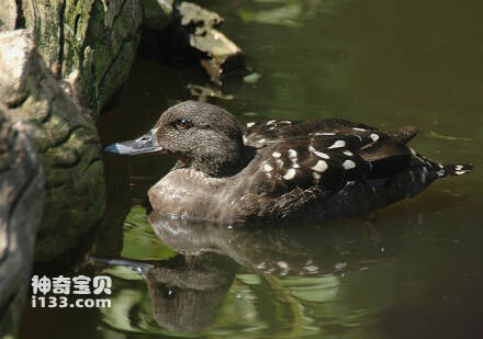 非洲黑鸭