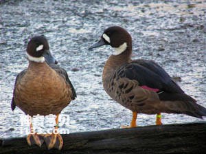 Spectacled Duck