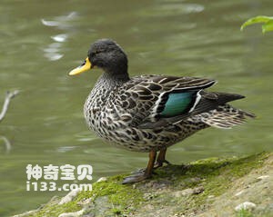 African Yellow-billed Duck