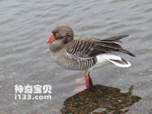 Pink-footed Goose