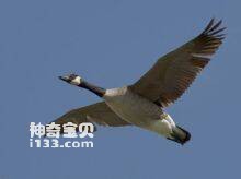 Branta canadensis