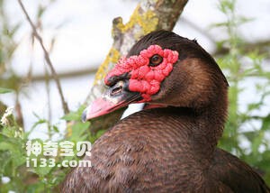 Cairina moschata