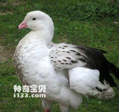 Andean Goose