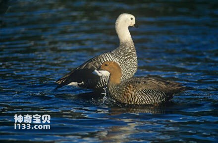 Upland Goose