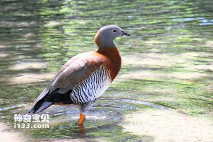 Ashy-headed Goose