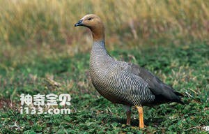 Ruddy-headed Goose