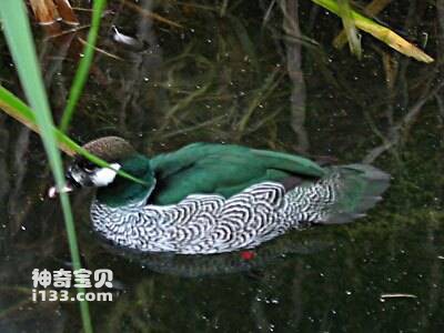 Green Pygmy-goose