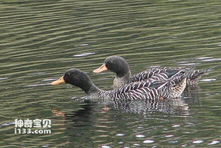 Salvadori’s Duck