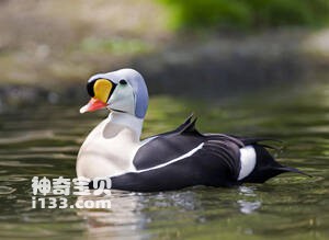 King Eider