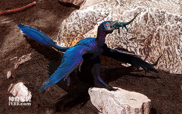 Reconstruction of Microraptor Zhao's swallowing Indra lizard Wang's (new discovery of Micr