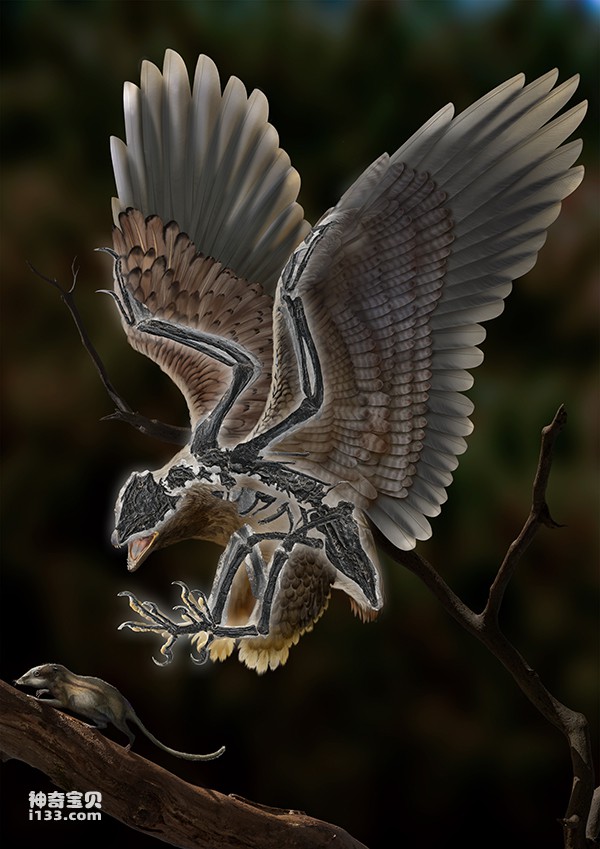 Cretaceous bird with dinosaur skull and weird body