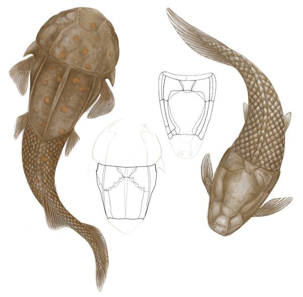 The evolution and latest discoveries of the broad-backed Silurian fish