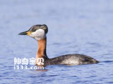 Podiceps grisegena