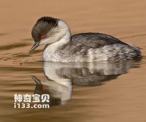 Silvery Grebe