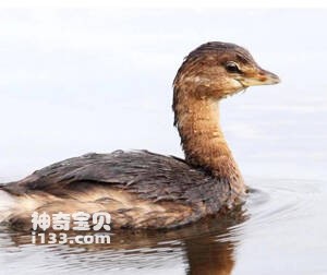 Atitlan Grebe