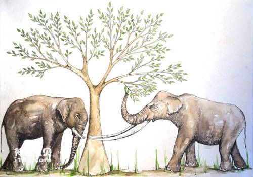 The evolution and latest discoveries of late Pleistocene elephants in South China