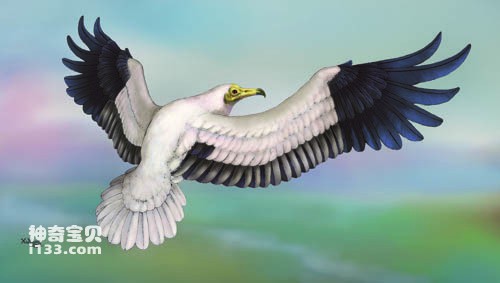 The recent evolution and latest discoveries of the white vulture in the long-billed