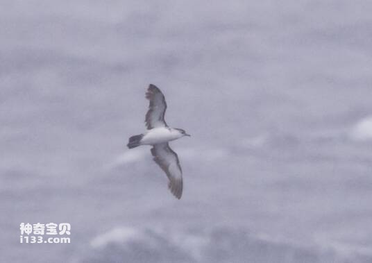 Bryan's Shearwater