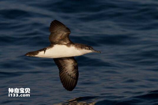 Puffinus lherminieri