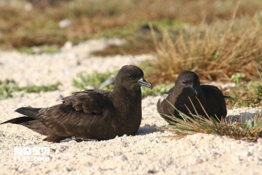 Puffinus nativitatis