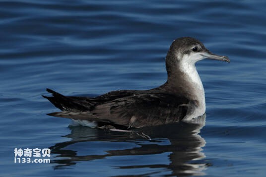 Puffinus persicus